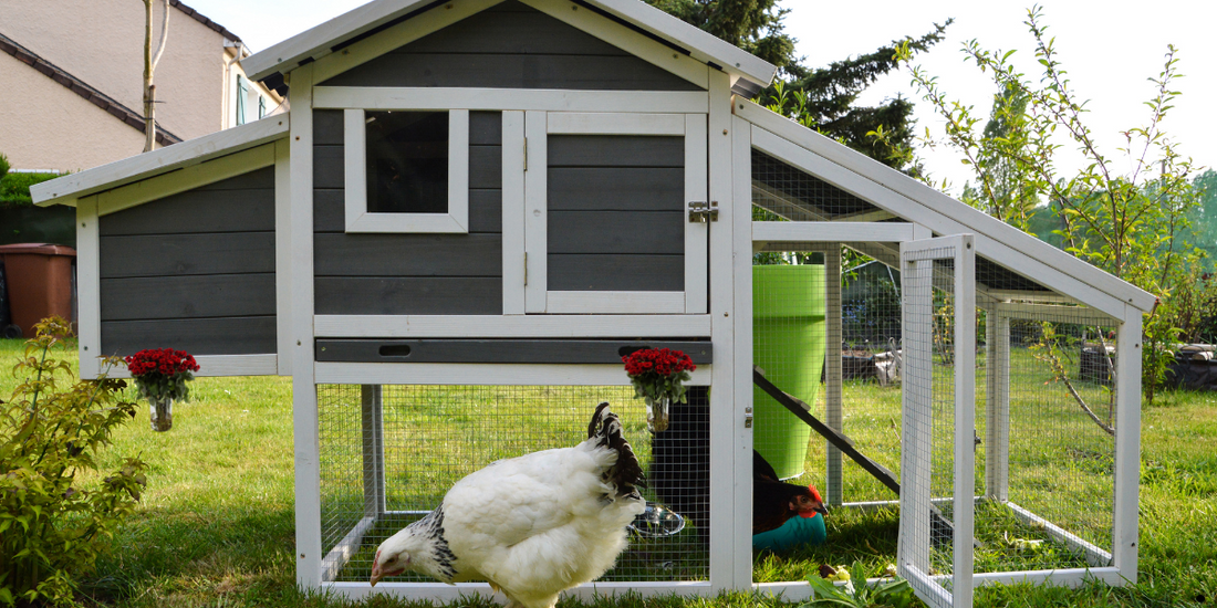 Schitterend Kippenhok in een tuin. Met een witte en zwarte kip. Hok is grijs met wit. 
